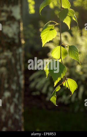 Birkenzweige im Sonnenlicht. Birke Blätter im Wald. Selektiven Fokus. Stockfoto