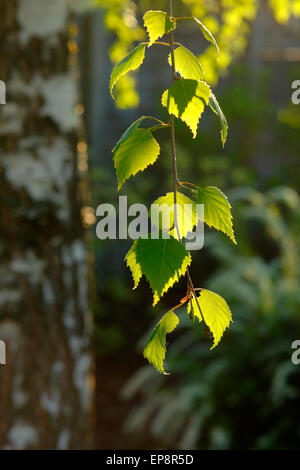 Birkenzweige im Sonnenlicht. Birke Blätter im Wald. Selektiven Fokus. Stockfoto