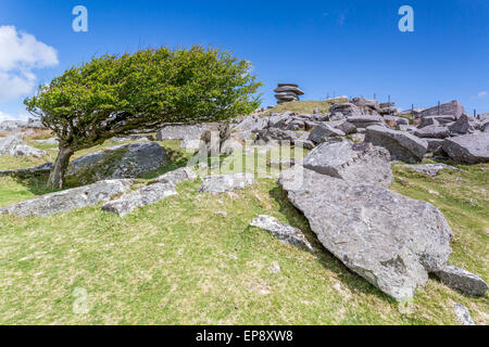 Cheesewring Bodmin moor Cornwall England uk Wind fegte Bäume Stockfoto