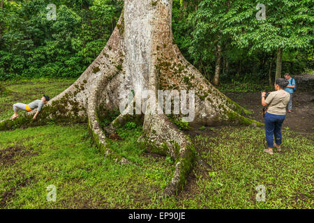 Touristen auf Basis der Ceiba Baum, Ceiba Pentandra, im Caracol, Maya Ruinen, Chiquibul Wald, Regenwald im Cayo District, Belize Stockfoto