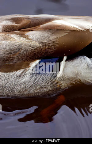 ein Close Up eines Körpers einer Ente Stockfoto