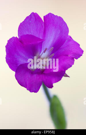 wild Violet Nelke Epilobium Parviflorum Hirstum sylvestris Stockfoto