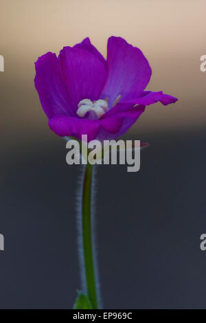 wild Violet Nelke Epilobium Parviflorum Hirstum sylvestris Stockfoto