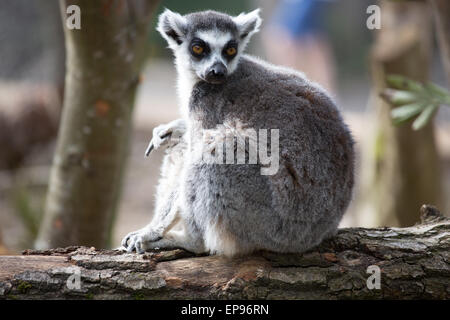Lemuren Stockfoto