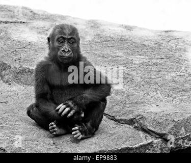 Die weiblichen Westlicher Flachlandgorilla, Kabibe, starb bei einem tragischen Unfall am Freitag November 7 (14). Zoo-Mitarbeiter trugen ihre Standard nach Abschluss Abend-Routine der Einzug der Tiere in ihr Nachtquartier, als Kabibe unerwartet unter einer Schließung hydraulische Tür schossen. Dieser Unfalltod ist besonders schwierig für San Francisco Zoo Primas-Mitarbeiter, die postnatale 24-Stunden-Pflege für Kabibe vorgesehen, bis sie 6 Monate war alt. Diese Art von Unfällen ist extrem selten und der Zoo will der Öffentlichkeit versichern, dass alle Tierpflege-Protokoll in der Anlage ist speziell Stockfoto