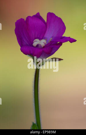 wild Violet Nelke Epilobium Parviflorum Hirstum sylvestris Stockfoto