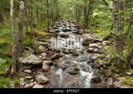 Erlen wachsen neben einem kleinen Bach im Iruelas-Tal-Naturpark, Avila, Spanien Stockfoto