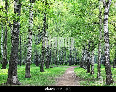 Frühlingsabend Birkenwald nach Regen Stockfoto