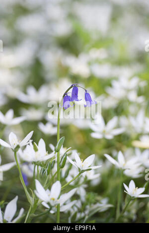 Glockenblume Blüte unter den Stern von Bethlehem Blumen in einem englischen Waldgebiet. UK Stockfoto