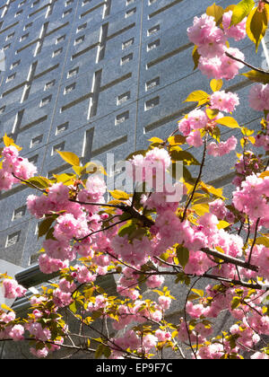 Kwanzan Kirsch in voller Blüte Stockfoto