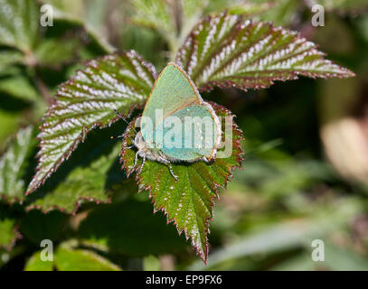 Grüner Zipfelfalter auf Bramble Blatt. Fairmile Common, Esher, Surrey, England. Stockfoto