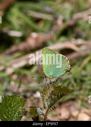 Grüner Zipfelfalter auf Bramble Blatt. Fairmile Common, Esher, Surrey, England. Stockfoto