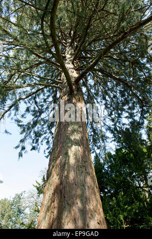 Sequoiadendron Giganteum. Nachschlagen von einem riesigen Redwood-Baumstamm. Schottland Stockfoto