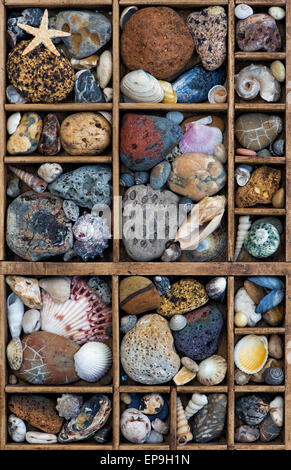 Steine, Muscheln und Seesterne in einem Raster von oben. Stockfoto