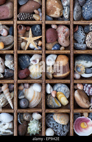 Steine, Muscheln und Seesterne in einem Raster von oben. Stockfoto