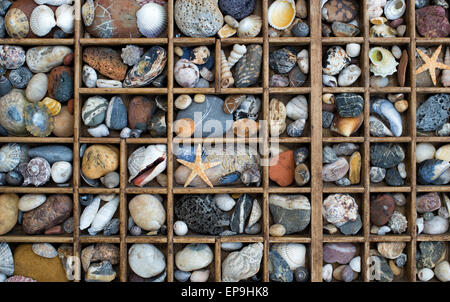 Steine, Muscheln und Seesterne in einem Raster von oben Stockfoto