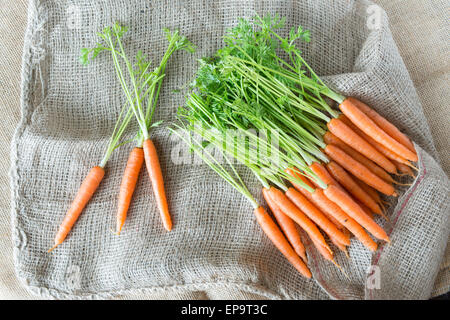 Frisch gepflückt Karotten auf pflanzliche meschotschek. Stockfoto