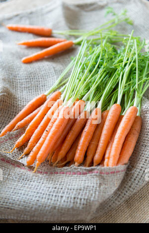 Frisch gepflückt Karotten auf pflanzliche meschotschek. Stockfoto