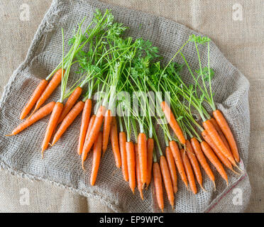 Frisch gepflückt Karotten auf pflanzliche meschotschek. Stockfoto