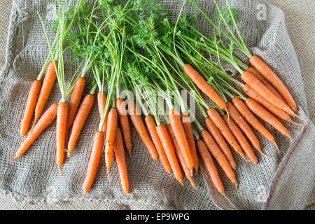 Frisch gepflückt Karotten auf pflanzliche meschotschek. Stockfoto