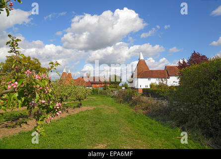 Oast Houses und Apple Blossom, Kent, England, Großbritannien, traditionelle Landschaft in Kent. Kent Oast Stockfoto