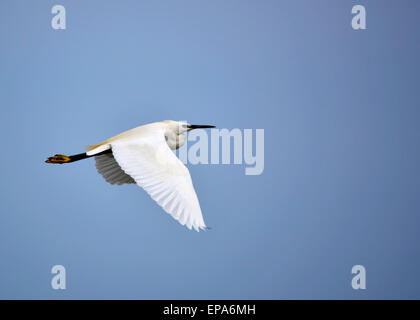 Reiher im Fluss Guadalhorce. Garza En el Río Guadalhorce Stockfoto