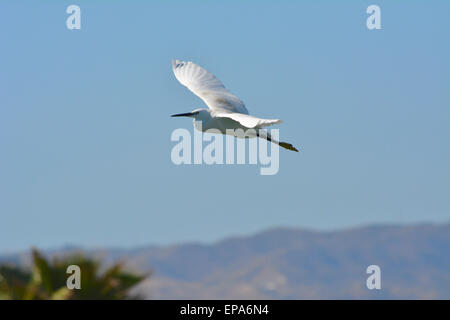 Reiher im Fluss Guadalhorce. Garza En el Río Guadalhorce Stockfoto