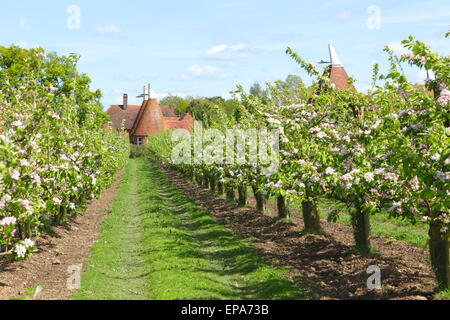 Apfelblüten- und Osthäuser, Kent, England, Großbritannien, UK Spring. Kent Oast Stockfoto