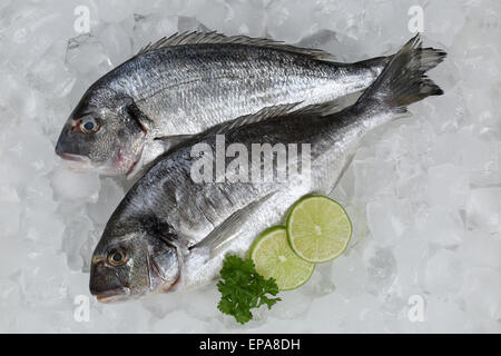 Frische Fische Doraden Auf Eis Stockfoto