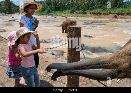 Sri Lanka, Pinnawela Elefantenwaisenhaus, gegründet 1975 von der Wildlife-Abteilung. Einheimischen Mädchen verwaiste Elefanten zu berühren. Stockfoto