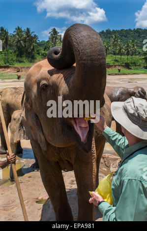 Sri Lanka, Pinnawela Elefantenwaisenhaus, gegründet 1975 von der Wildlife-Abteilung. Touristischen verwaiste Elefanten füttern. Stockfoto