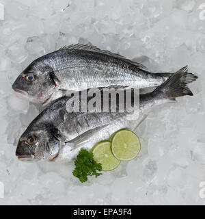 Frischer Fisch Auf Eis Stockfoto