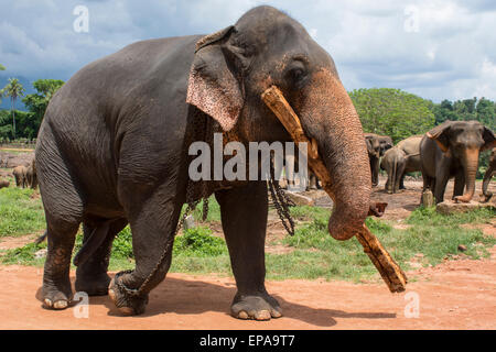 Sri Lanka, Pinnawela Elefantenwaisenhaus, gegründet 1975 von der Wildlife-Abteilung. Verwaiste Elefanten arbeiten. Stockfoto