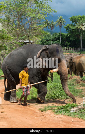 Sri Lanka, Pinnawela Elefantenwaisenhaus, gegründet 1975 von der Wildlife-Abteilung. Verwaiste Elefanten arbeiten mit mahout Stockfoto