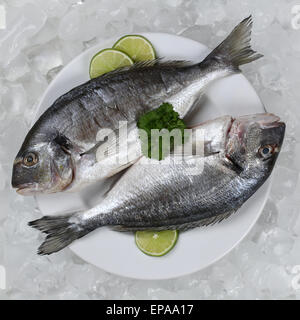 Zwei Dorade Fische Auf Einem Teller Stockfoto