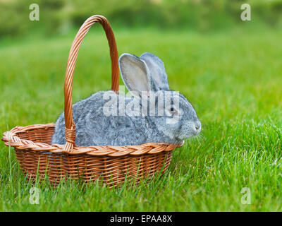 Niedliche kleine graue Kaninchen in den Korb auf dem grünen Rasen Stockfoto