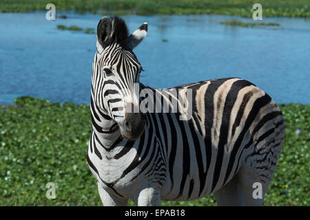 Südafrika, Durban. Tala Wildreservat. Ebenen Zebra (Equus Quagga, ehemals Equus Burchellii), auch bekannt als gemeinsame Zebra oder Burchell Stockfoto