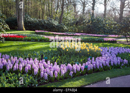 Berühmten Blumen park Keukenhof in Holland auch bekannt als der Garten Europas, ist der weltweit größte Blumengarten. Stockfoto