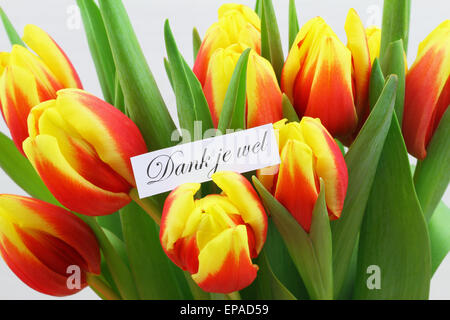 Dank Je Wel (d.h. danke in niederländischer Sprache) mit bunten Tulpen Stockfoto