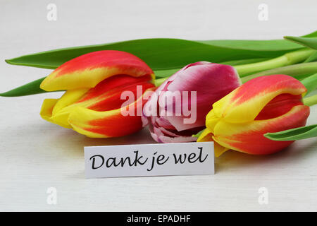 Dank Je Wel (d.h. danke in niederländischer Sprache) mit bunten Tulpen Stockfoto