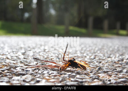 Ziehen einer gelähmten Spinne Wespe zurück zu seiner Höhle, wo sie ihre jungen zu füttern. Australien. Stockfoto