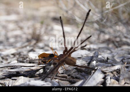 Ziehen einer gelähmten Spinne Wespe zurück zu seiner Höhle, wo sie ihre jungen zu füttern. Australien. Stockfoto