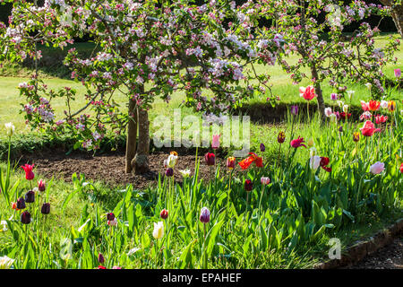 Tulpen unter blühenden Bäumen der Äpfel im Wallled Garten im Bowood House in Wiltshire. Stockfoto