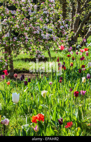 Tulpen unter blühenden Bäumen der Äpfel im Wallled Garten im Bowood House in Wiltshire. Stockfoto