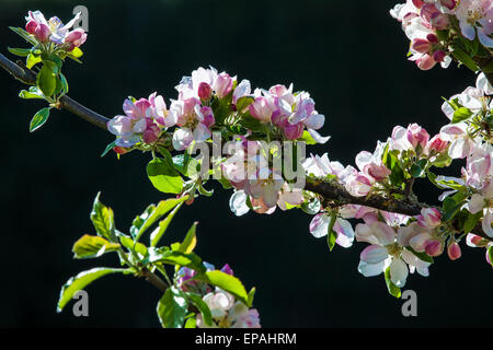 Blühende Äpfel Bäume im Wallled Garten im Bowood House in Wiltshire. Stockfoto