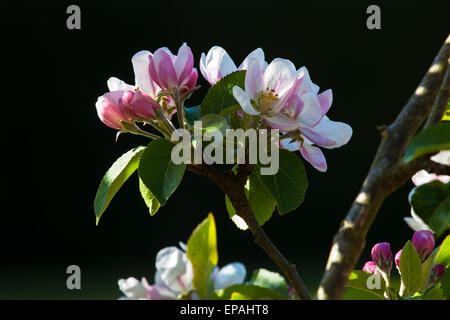 Blühende Äpfel Bäume im Wallled Garten im Bowood House in Wiltshire. Stockfoto