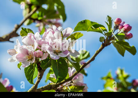 Blühende Äpfel Bäume im Wallled Garten im Bowood House in Wiltshire. Stockfoto