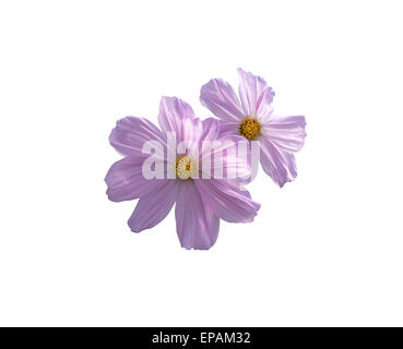 Rosa Cosmos Blume oder Kosmeya Closeup mit gelben Blüten. Stockfoto