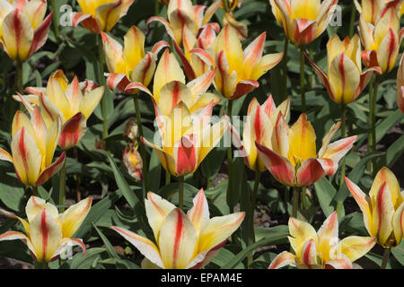 Rot-gelb gestreiften Tulpen an einem sonnigen Tag des Frühlings, Schweden im Mai. Stockfoto