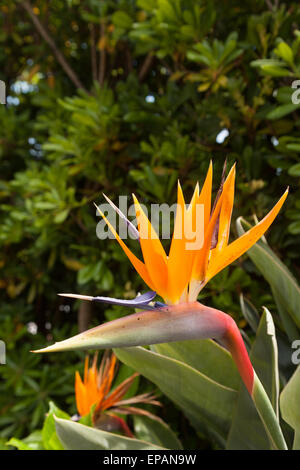 Strelitzia Blume (Strelitzia Reginae), auch bekannt als Paradiesvogel Blume oder Kran Blume, wächst in Madeira Stockfoto